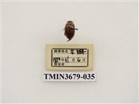 藏品(龍蝨、牙蟲)的圖片